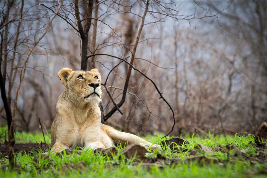 Dwarka – Somnath With Diu and Sasangir