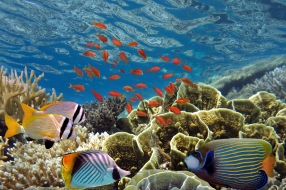 Maldives