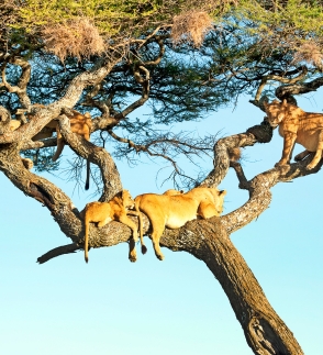Tanzania
