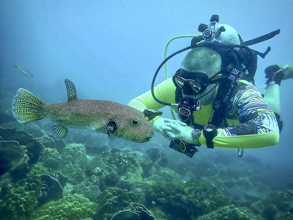 A scuba diver beside a pufferfish over the reef