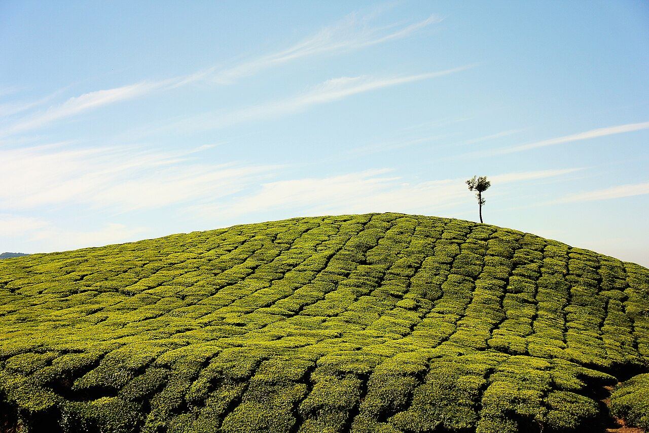A lone tree on a tea-covered hill in Munnar, Kerala