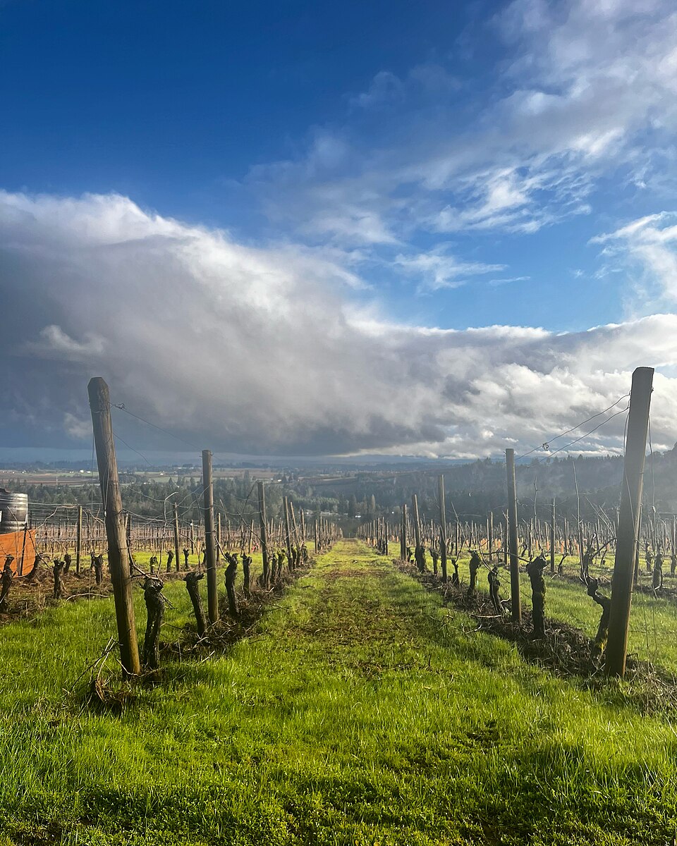 Rows of vines in a vineyard in spring