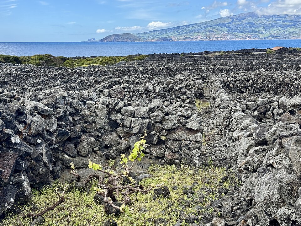Vines in stone-walled plots by the sea on Pico Island