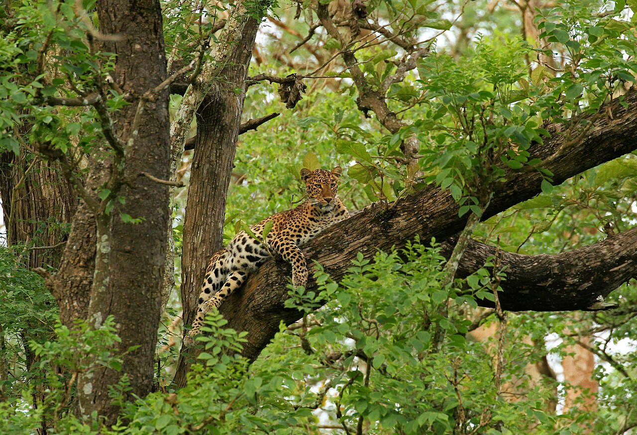 A leopard on a tree branch in Kabini
