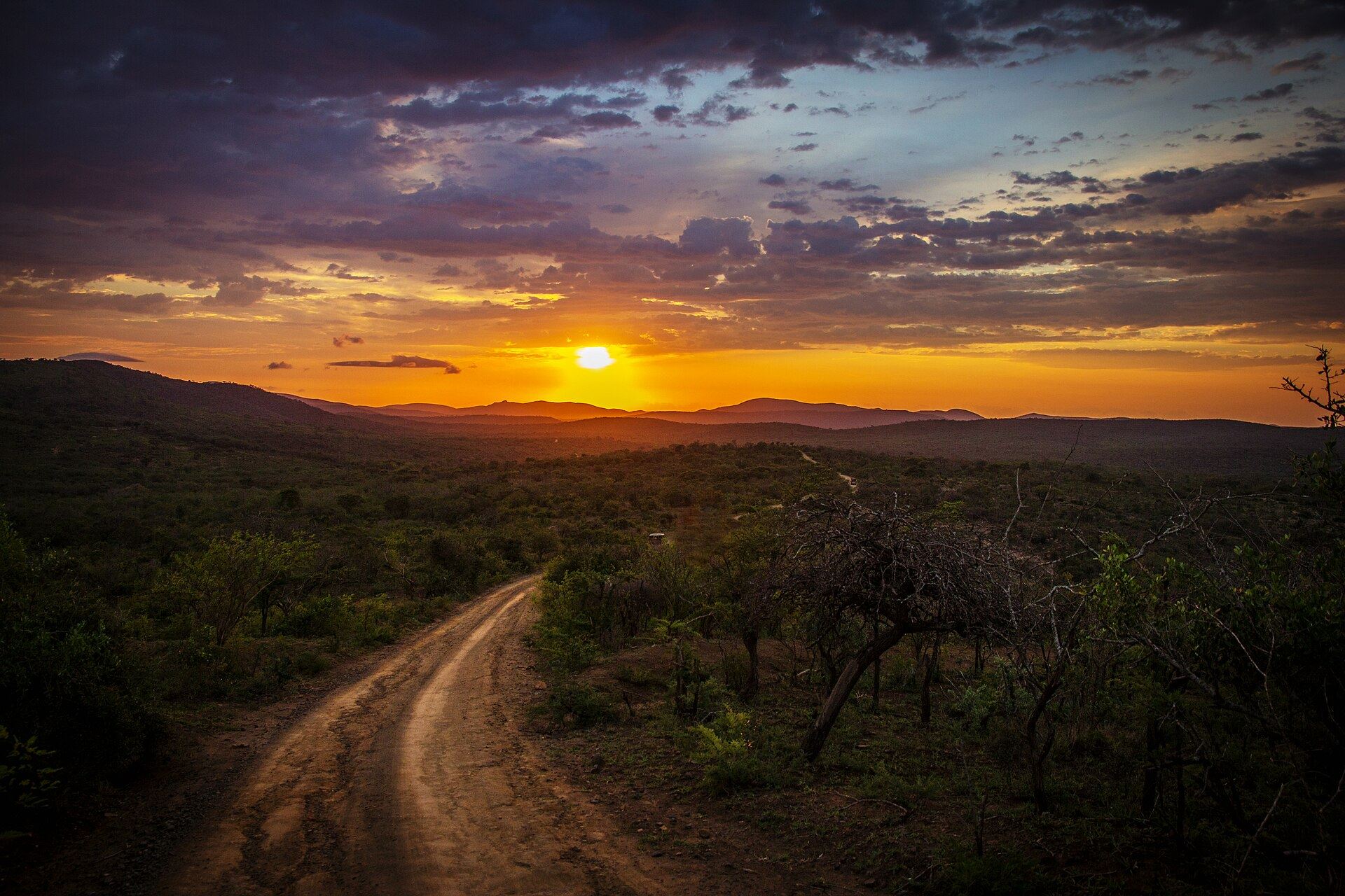 A savannah track at sunset