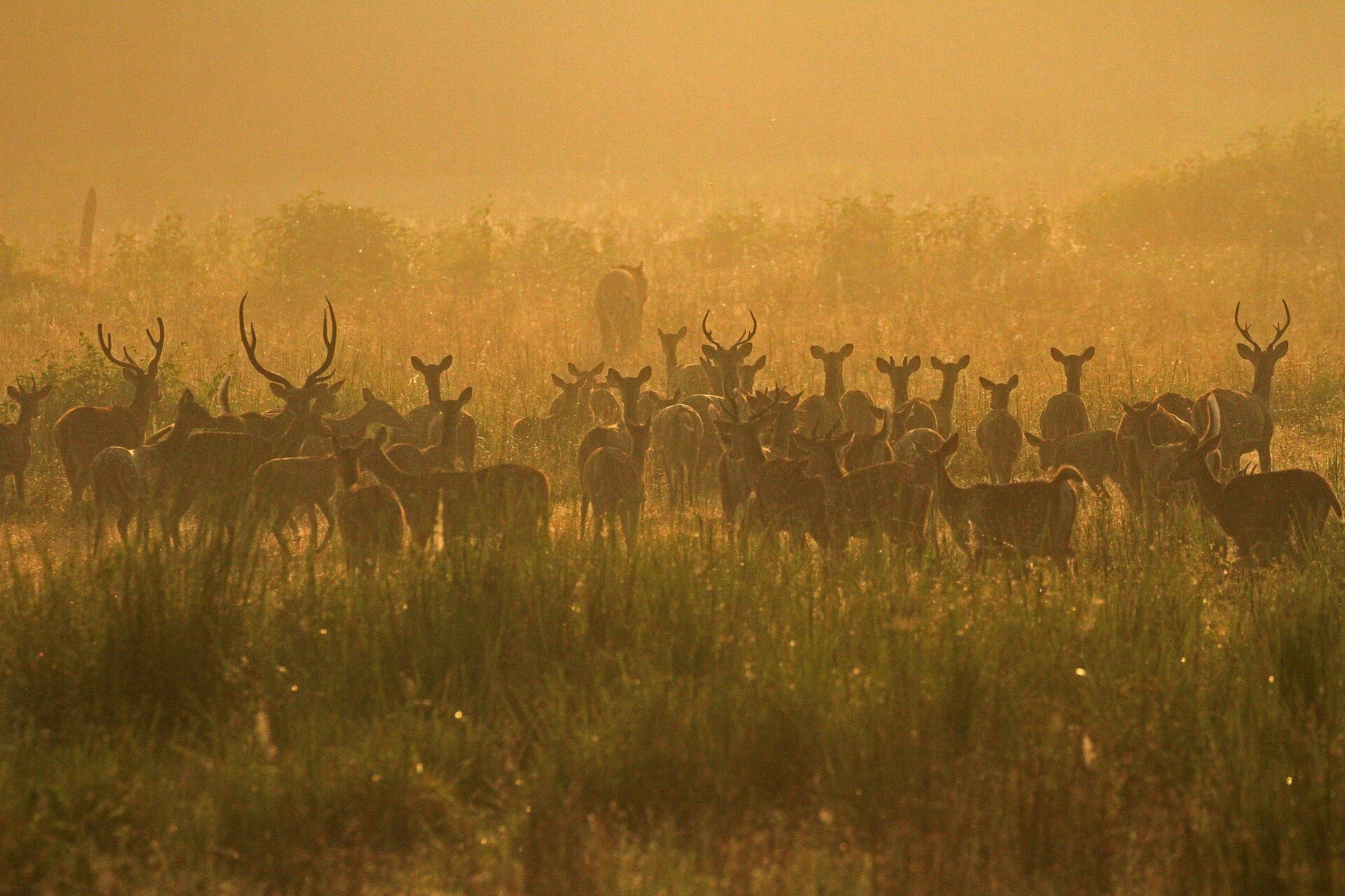 A herd of deer in golden morning mist