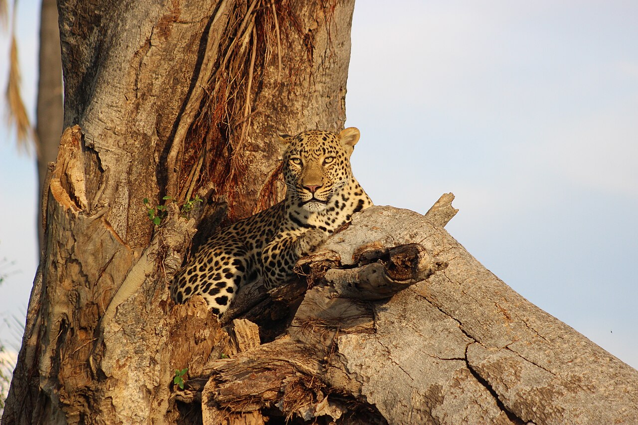 A leopard resting in a tree in the Okavango Delta