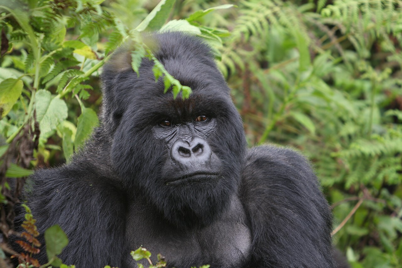 A mountain gorilla in the forest