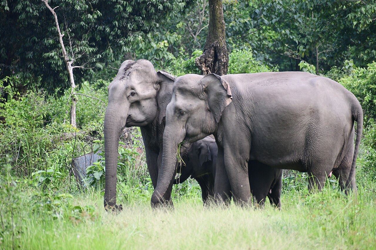 Elephants in the grassland of Manas National Park