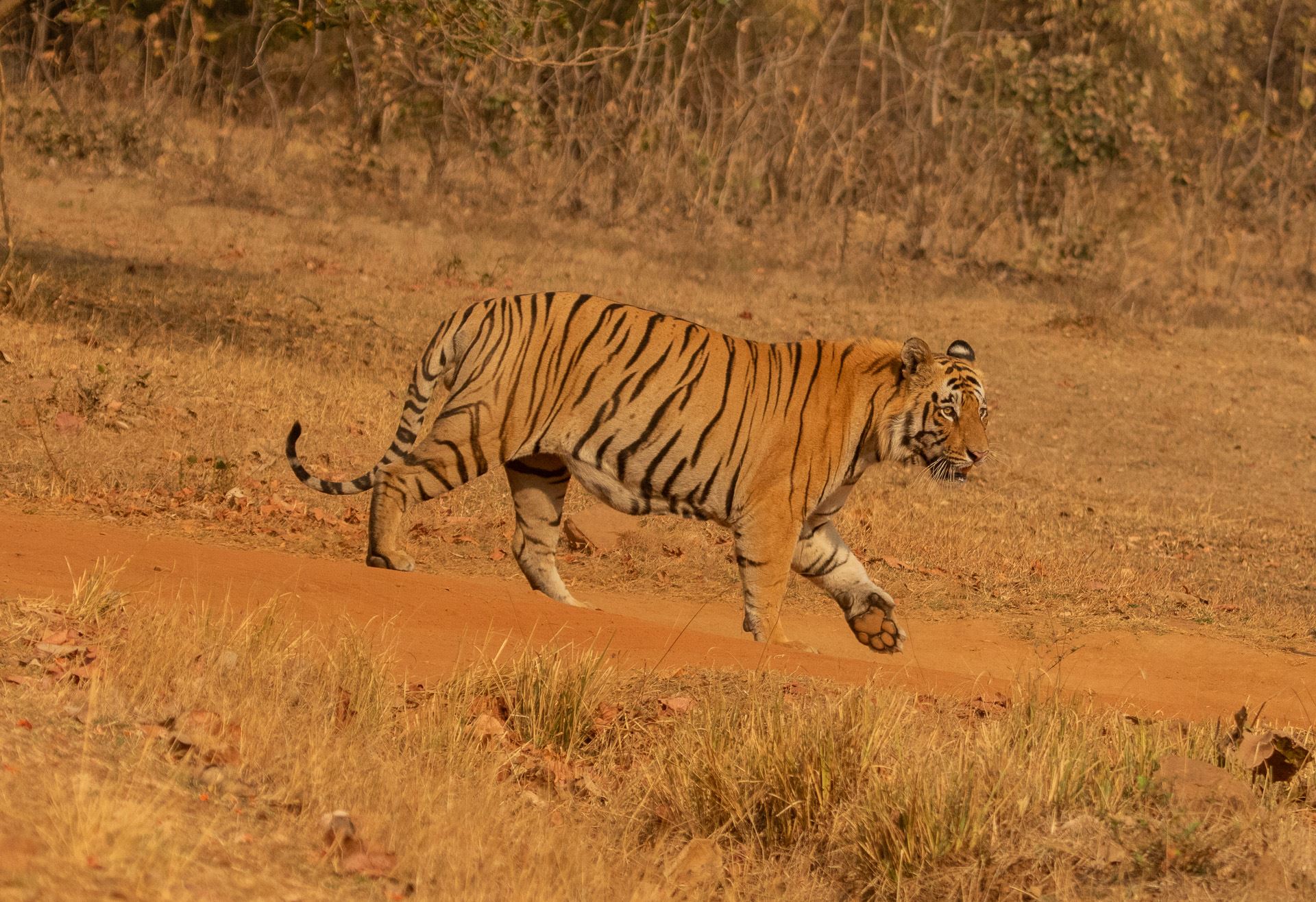 A tiger walking through dry grass in Tadoba