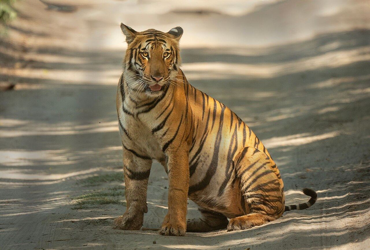 A Bengal tigress at a forest water channel