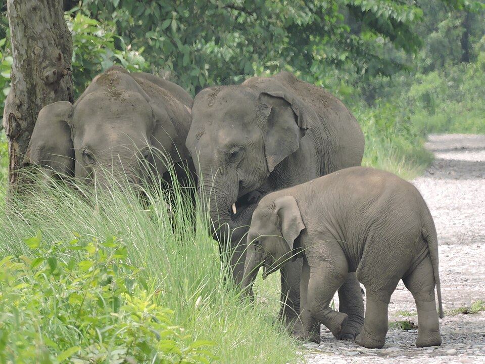 A herd of Asian elephants with a calf in Manas National Park