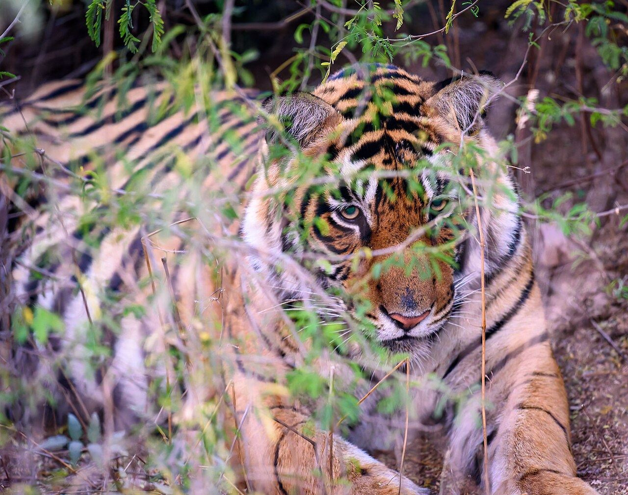 A Bengal tiger looking out through the brush in Ranthambore