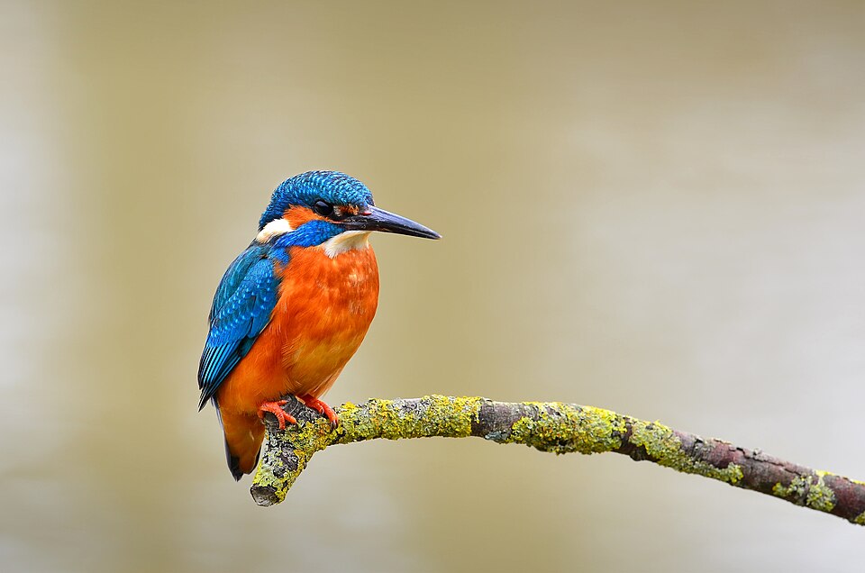 A kingfisher on a mossy branch