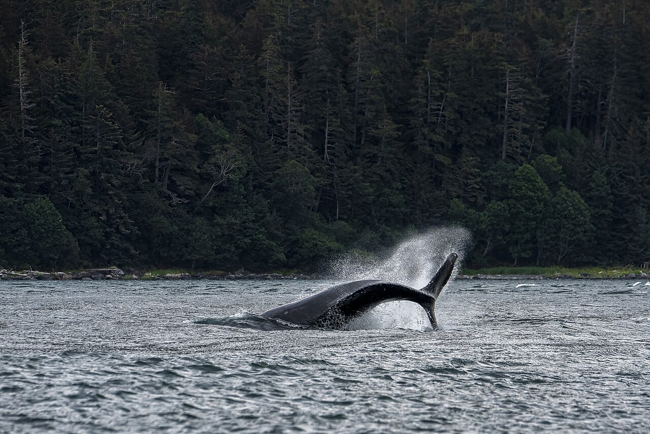 A humpback whale lifting its tail out of the sea