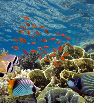 Maldives